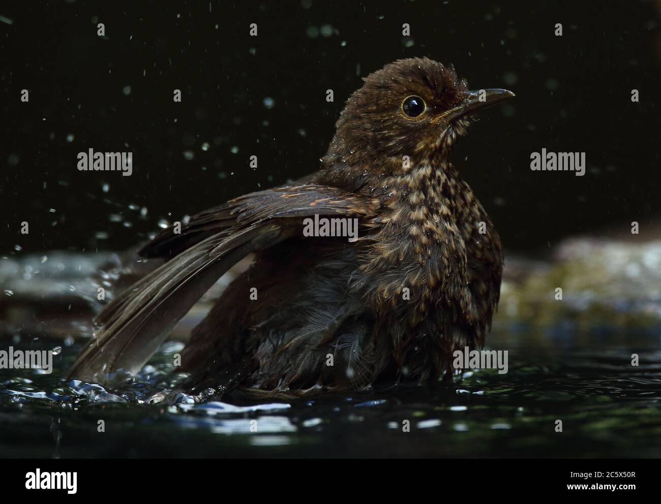 Giovane uccello nero comune (Turdus Merula), bagnando e spruzzi d'acqua. Derbyshire, Regno Unito 2020 Foto Stock