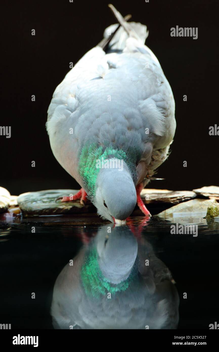 Riflessione di colomba degli stock adulti (colomba enas), bere da piscina. Verticale tasto basso, sfondo nero sottoesposto. Derbyshire, Regno Unito 2020 Foto Stock