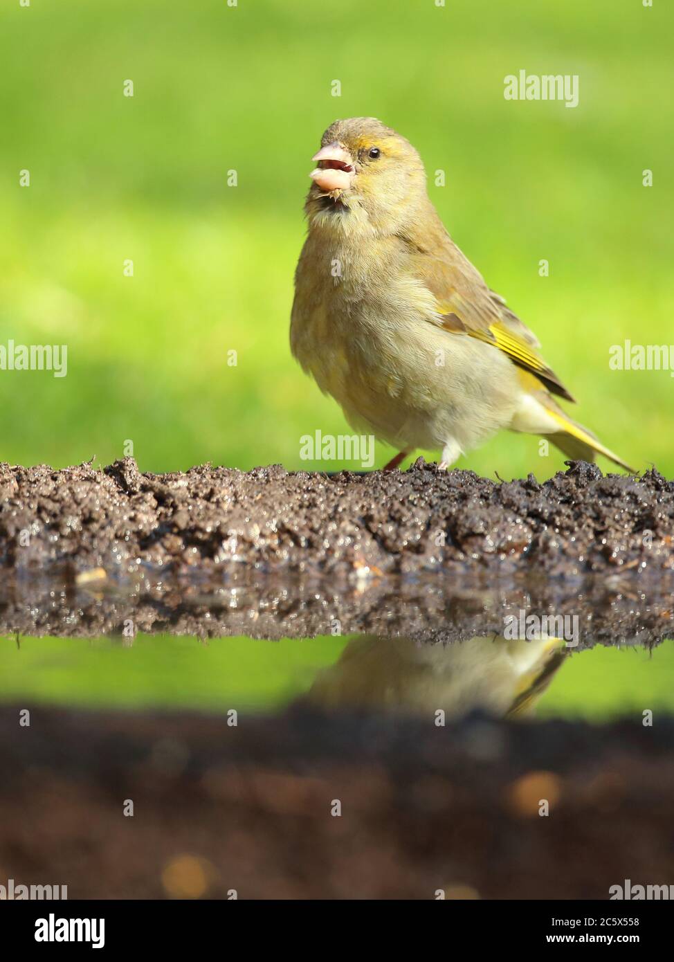 Verdino europeo (Chloris Chloris), riflesso di donna adulta in piscina. Derbyshire, Regno Unito 2020 Foto Stock