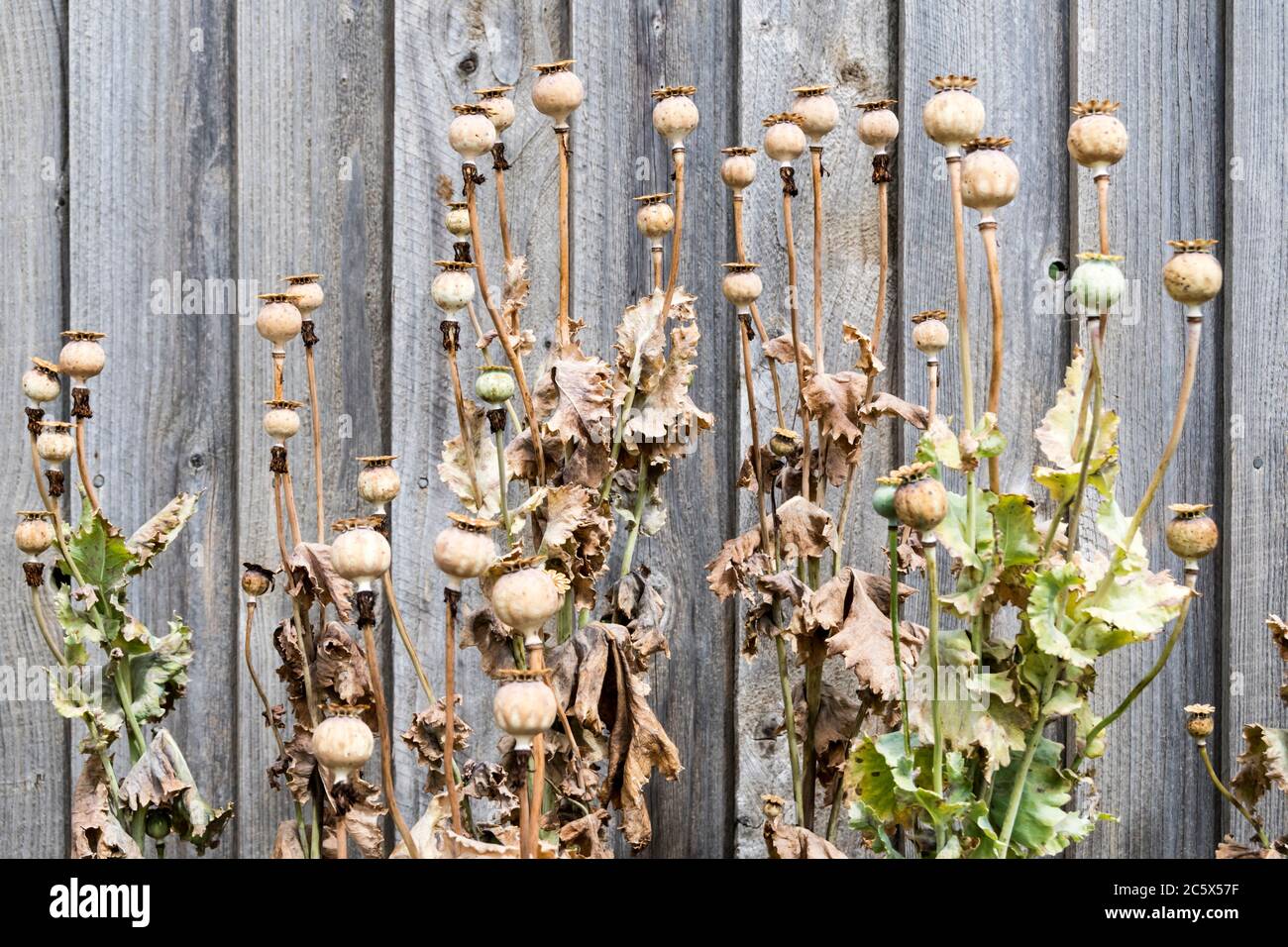 Teste di semina essiccate di papavero di oppio, papaver somniferum, contro una recinzione di giardino in legno. Foto Stock