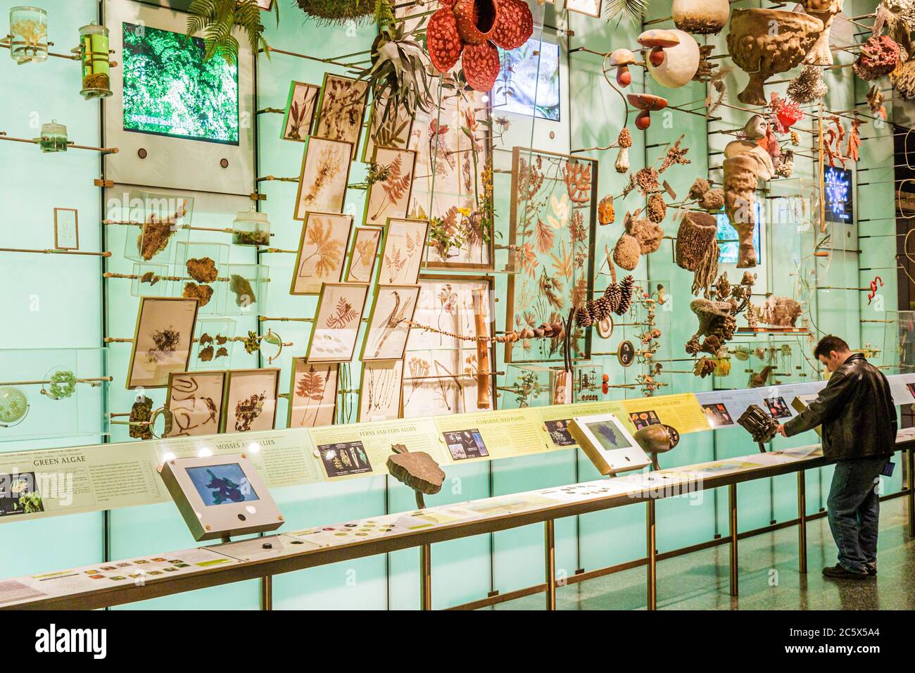 New York City, New York NYC Manhattan, Uptown, Central Park West, American Museum of Natural History, mostra interattiva, scienza, educazione, biodiversità, specie, Foto Stock