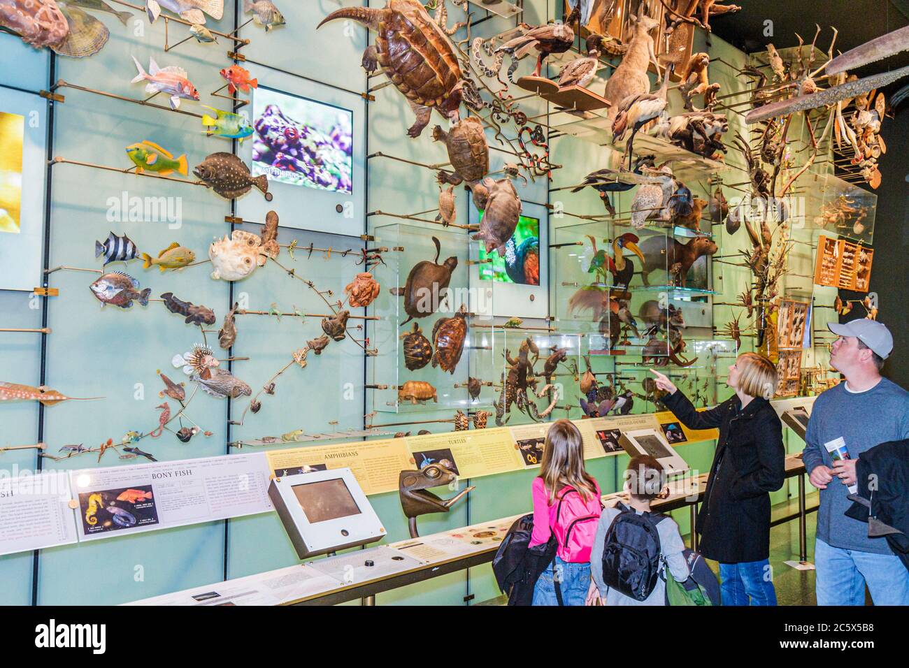 New York,New York City,NYC,Manhattan,Uptown,Central Park West,American Museum of Natural History,mostra interattiva,scienza,educazione,biod Foto Stock