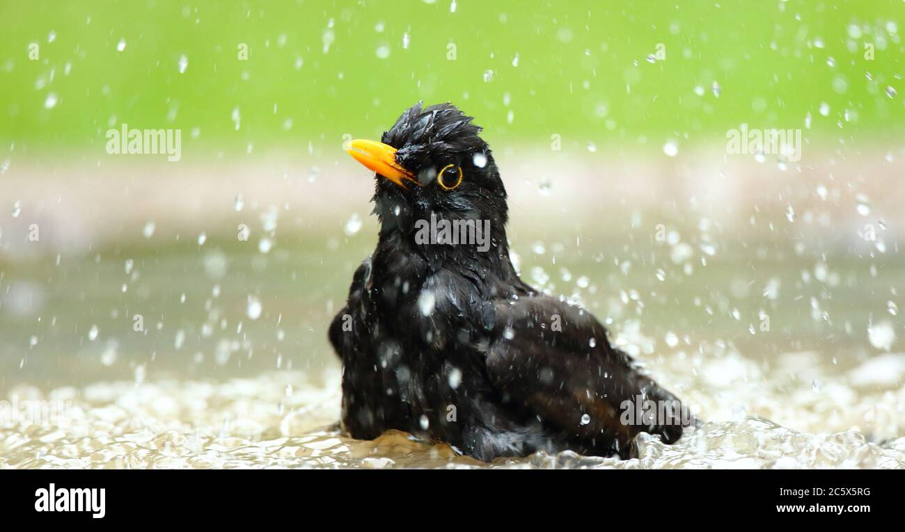 Maschio comune Blackbird (Turdus Merula), bagnando e spruzzi d'acqua. Derbyshire, Regno Unito 2020 Foto Stock