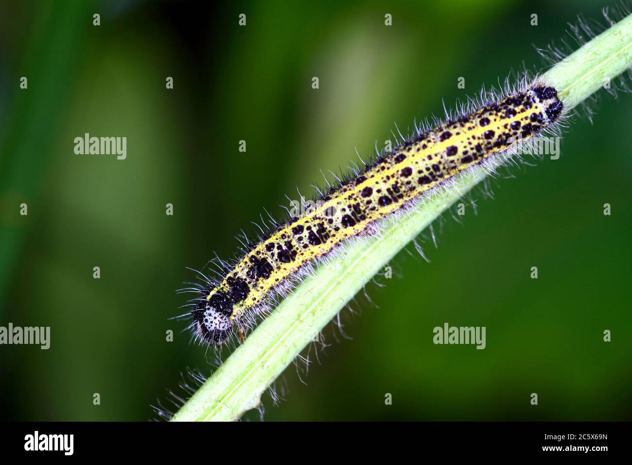 Cavolo bianco caterpillar farfalla larve pieris brasicae Foto Stock
