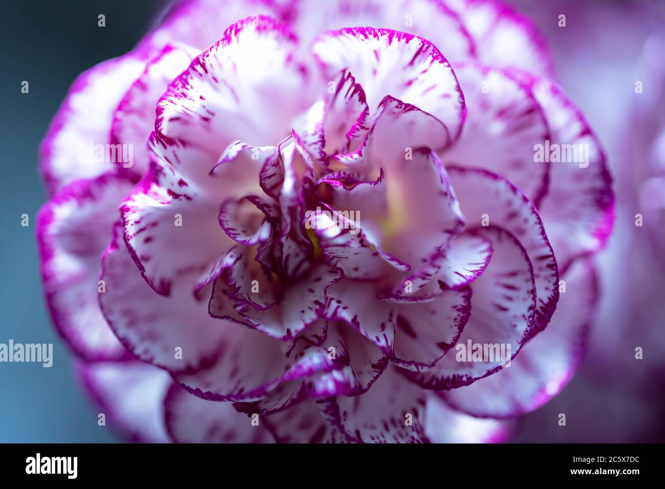 Un primo piano di un fiore rosa/viola e bianco a doppia striscia di garofano (Dianthus caryophyllus) Foto Stock
