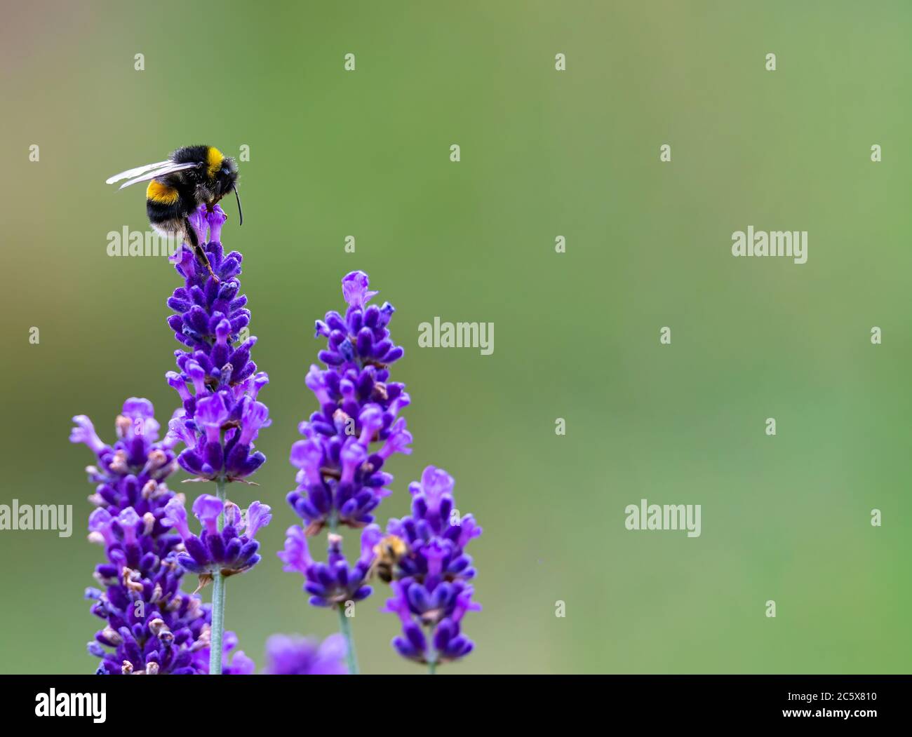 Bumble Bee dalla coda bianca, Bombus lucorum, su una certa lavanda. Foto Stock