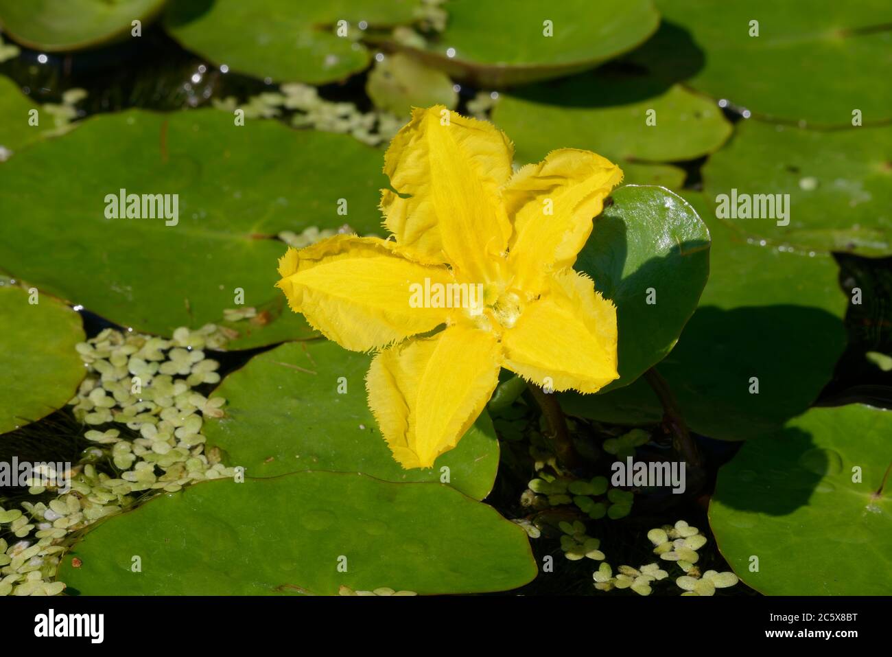 Ninfee frange - Nymphoides peltata, giardino comune stagno pianta, fiore e foglie Foto Stock