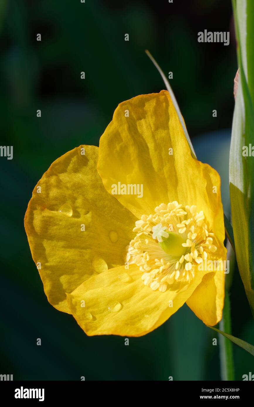 Papavero Atlantico - Papaver atlanticum, forma gialla di fiore Foto Stock