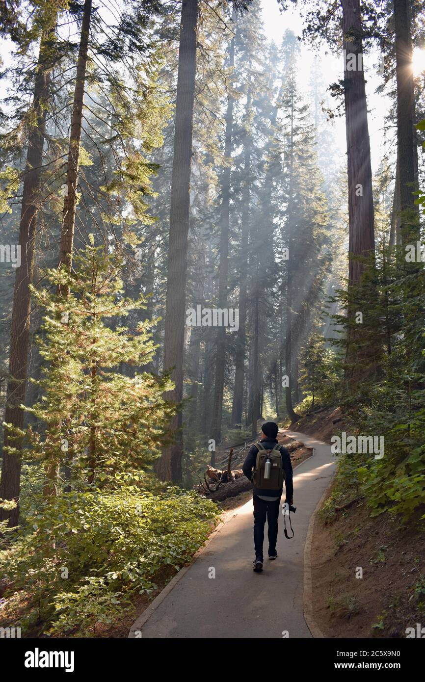 Un escursionista che porta una macchina fotografica cammina lungo un sentiero. Raggi di luce solare che fluiscono attraverso gli alberi a causa del fumo da una ustione prescritta nel Parco Nazionale. Foto Stock