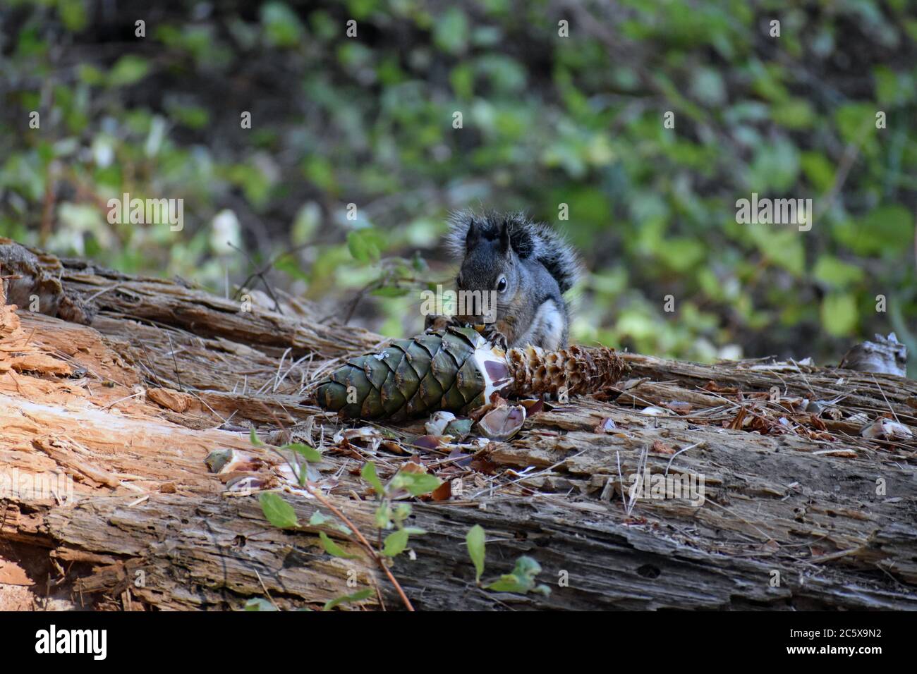 Uno scoiattolo (Sciuridae) che mangia un cono di pino su un albero di sequoia caduto (sequoiadendron giganteum) lungo il sentiero dei grandi alberi i Sequoia National Park. Foto Stock