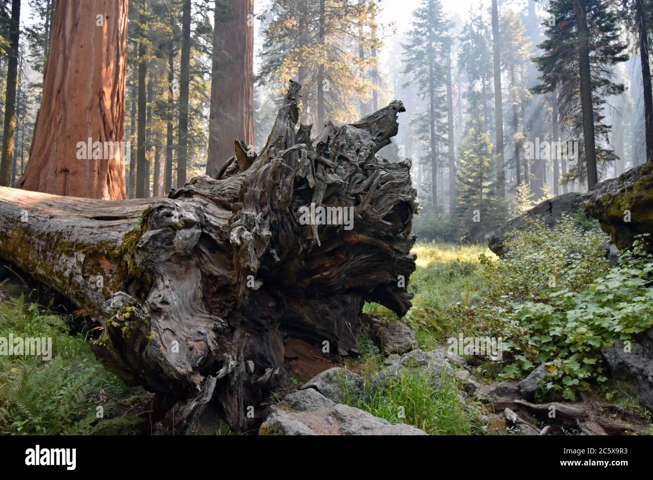 Le radici di una sequoia caduta (Sequoiadendron giganteum) lungo il sentiero Big Trees. Il fumo da una ustione prescritta causa raggi di luce attraverso gli alberi. Foto Stock