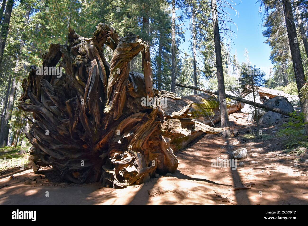 Le radici dell'albero di rinforzo, un albero di sequoia morto e caduto (sequoiadendron giganteum) lungo la strada dei prati a mezzaluna nel Sequoia National Park, California Foto Stock