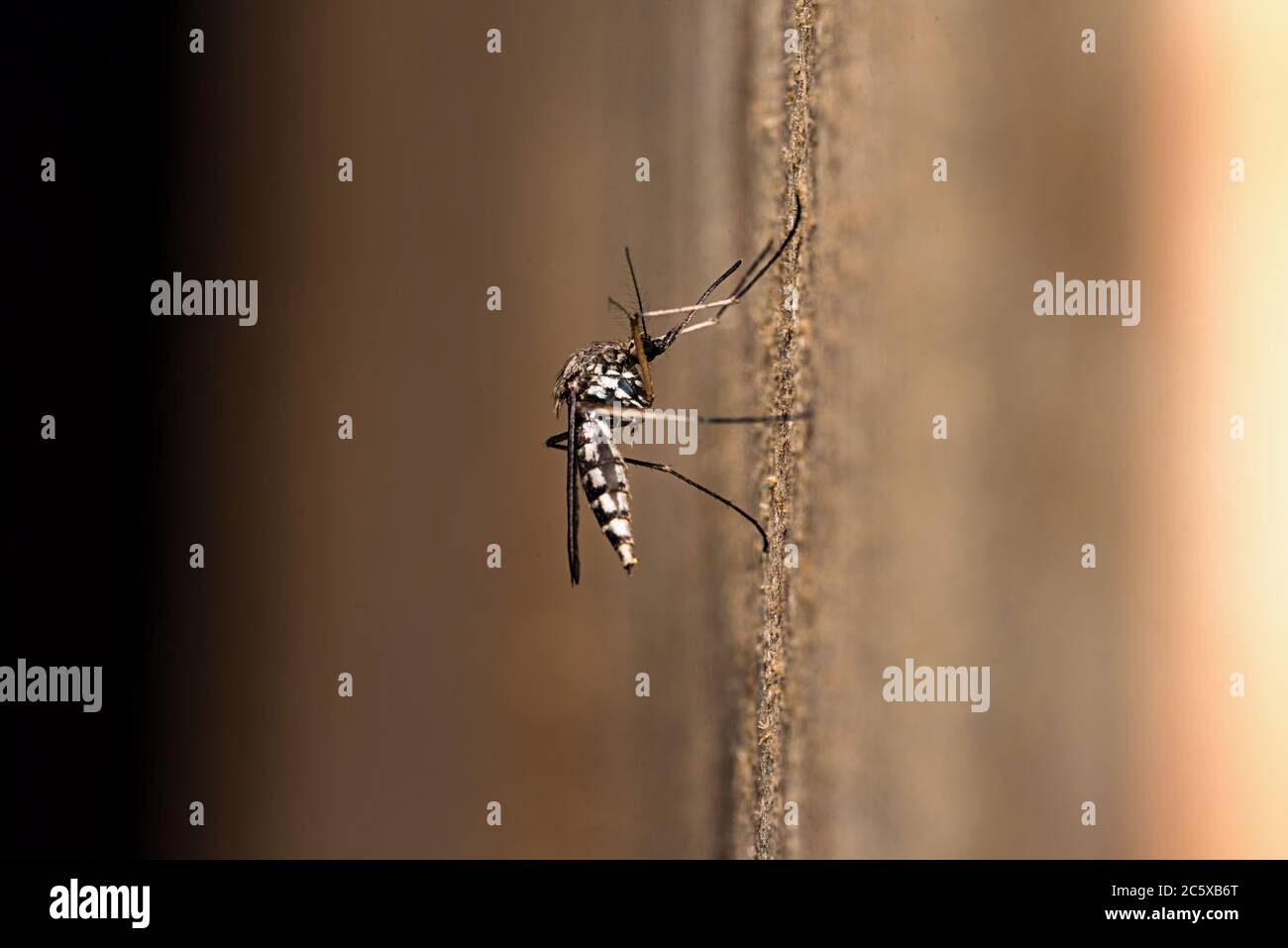 la zanzara si siede su una tavola di legno. Insetto su sfondo sfocato. Insetto di scala di macro. Foto Stock