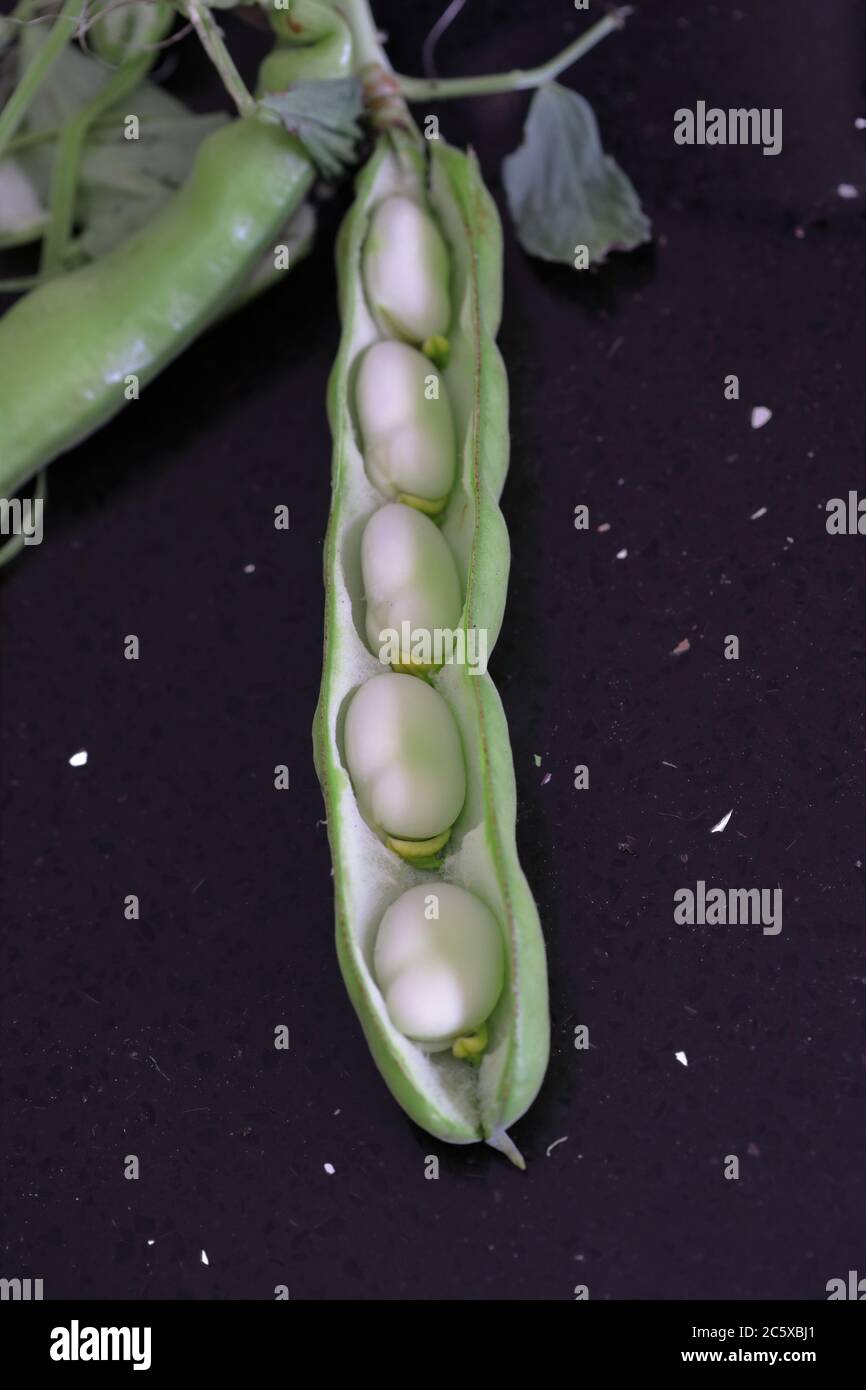 Un baccello di fagioli di broccia (Vicia faba) aperto su un piano di lavoro nero della cucina che mostra i fagioli Foto Stock