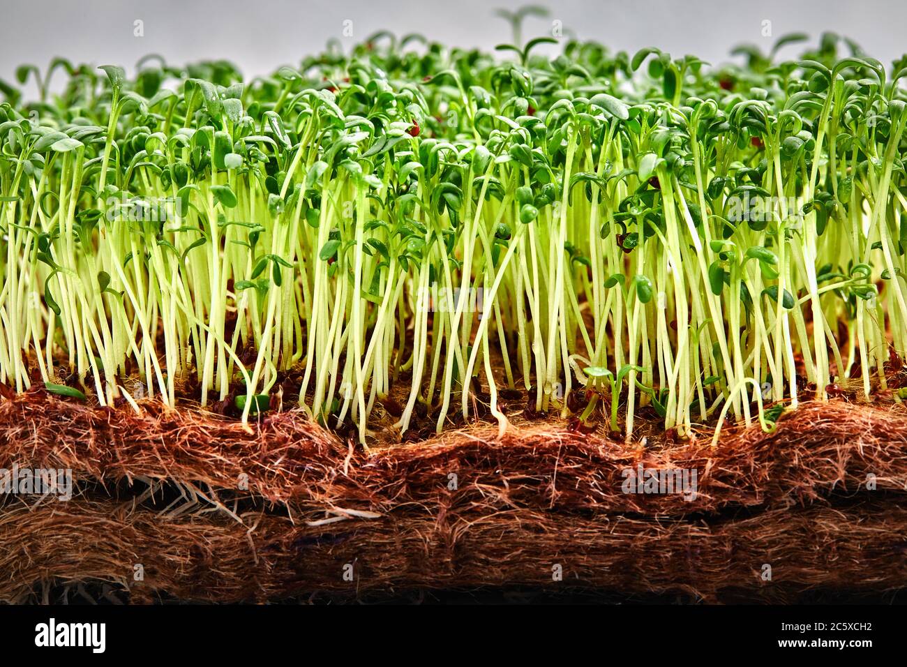 Piselli micrograni con semi e radici. Germogliare i micro green su gatti Jute Microgreens Grow. Germogliare i micrograni sui tappetini biodegradabili della canapa Foto Stock