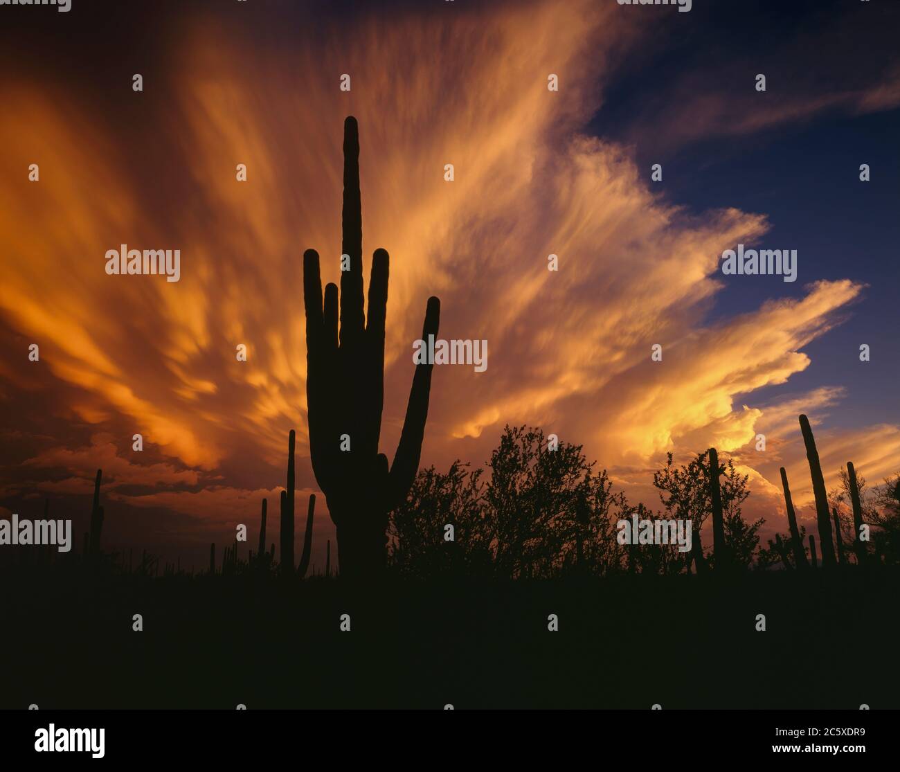 Parco Nazionale di Saguaro (unità occidentale) AZ / AGO UNA cella monsonica di temporale al tramonto esplode sopra i silhouette di cactus Saguaro nella valle di Avra situato Foto Stock