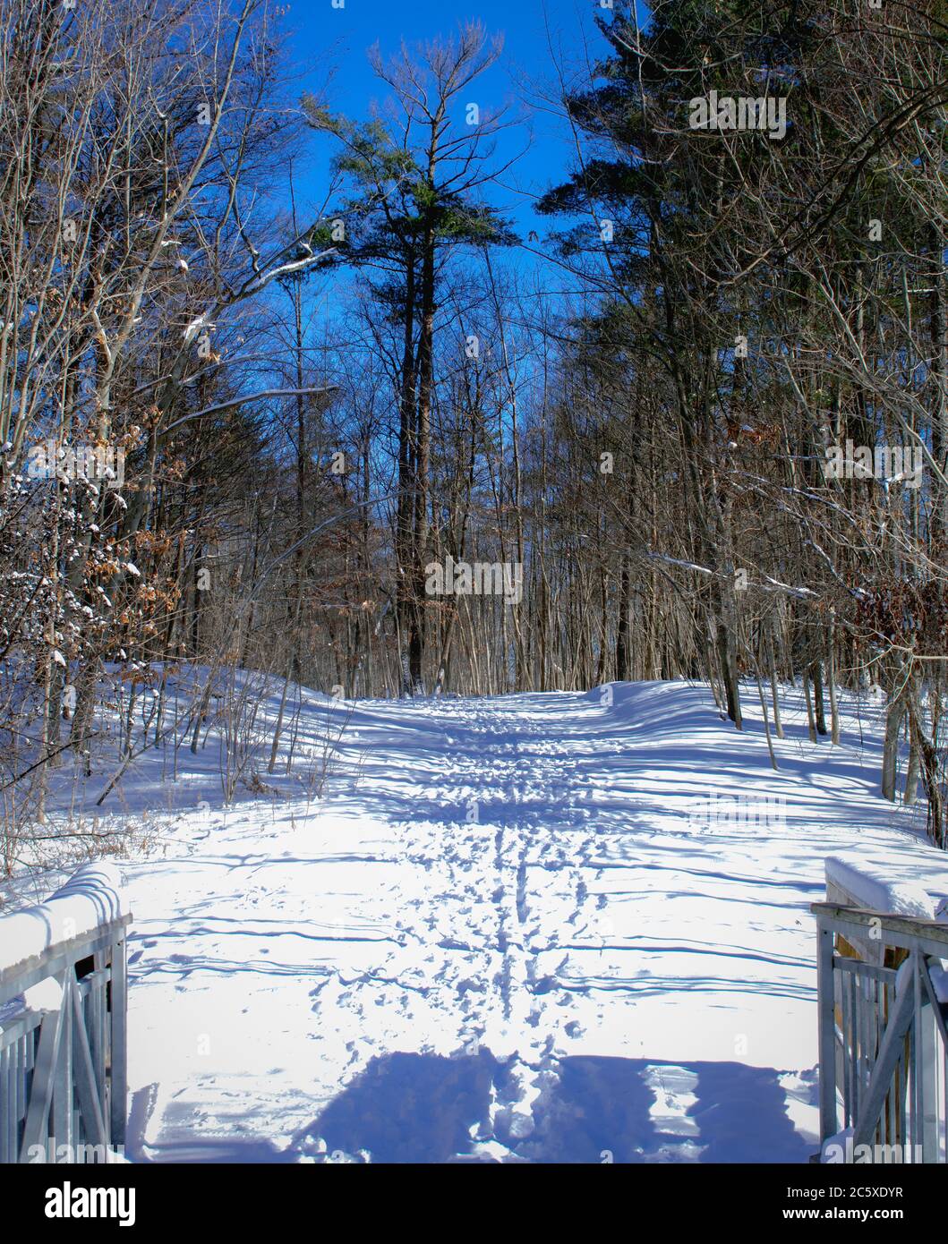 Sentieri da neve che si svegliano attraverso un sentiero invernale Foto Stock