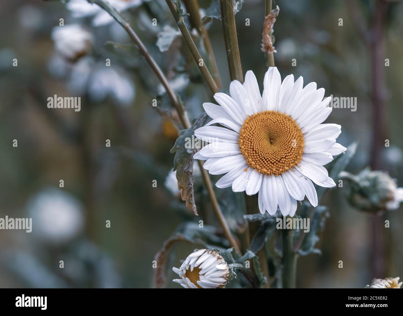 alba selvaggio daisy fiore in un giorno nuvoloso in tarda primavera fiore Foto Stock