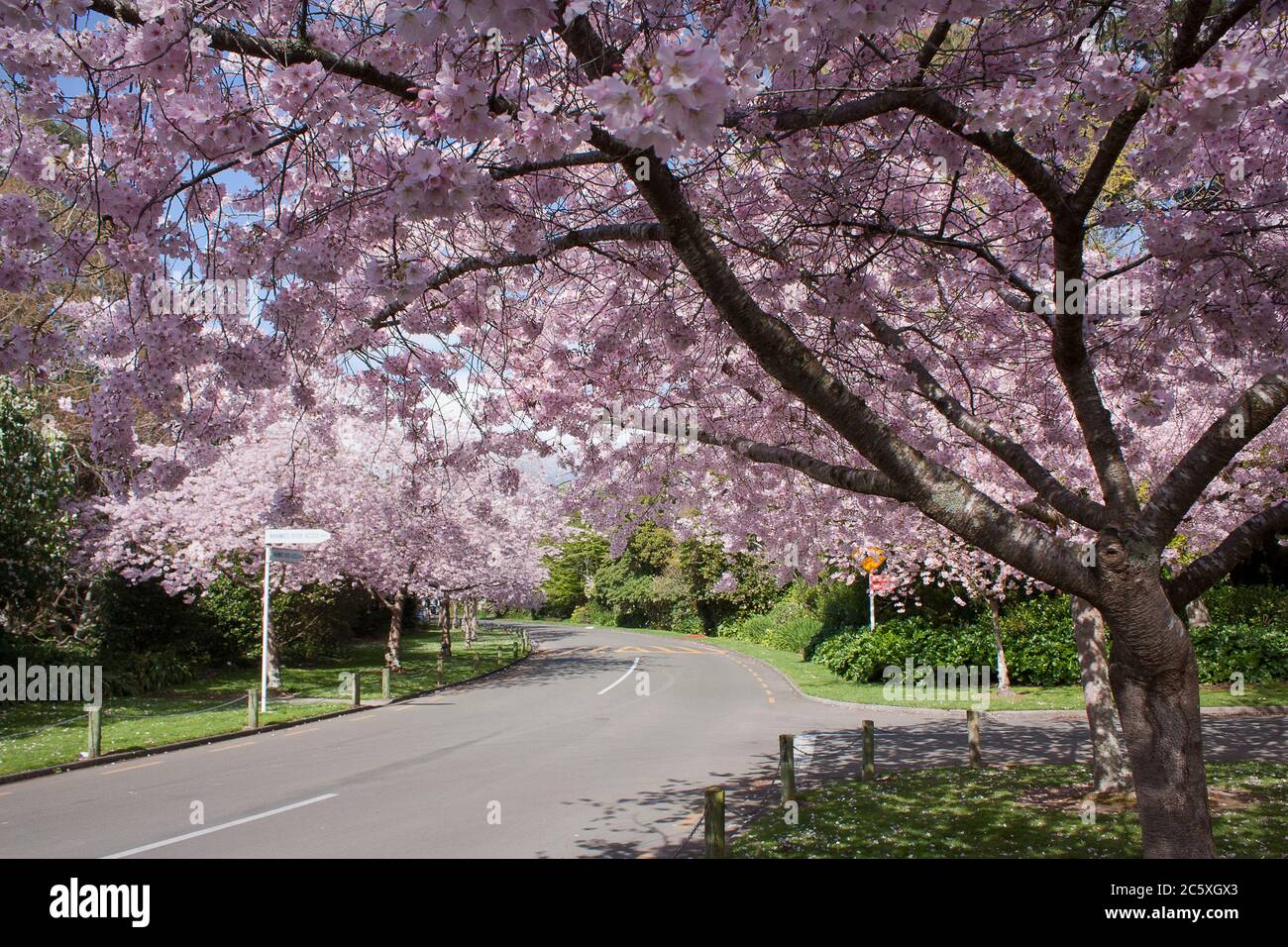 Fiori di ciliegio nella Victoria Esplanade. Palmerston North, Nuova Zelanda. Foto Stock
