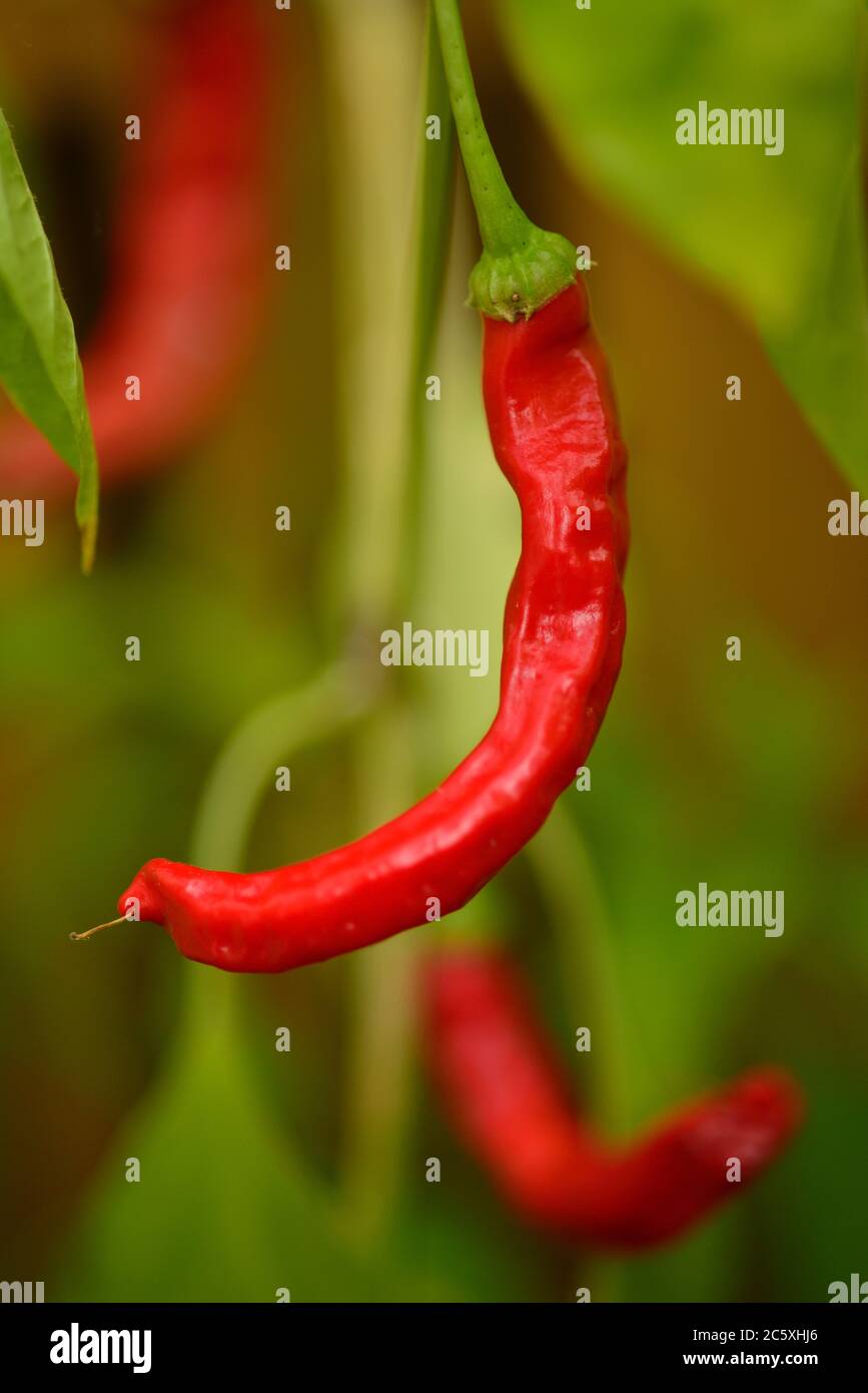 Red Chili cresce in serra del Regno Unito Foto Stock