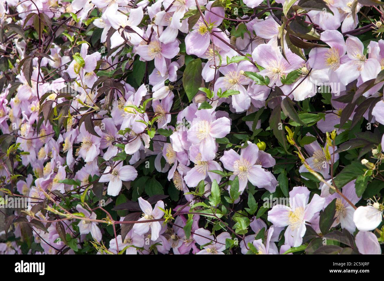 Vista ravvicinata di Clematis montana Tetrarose con molti fiori rosa in primavera. Un clematis del gruppo 1 che è completamente duro. Foto Stock