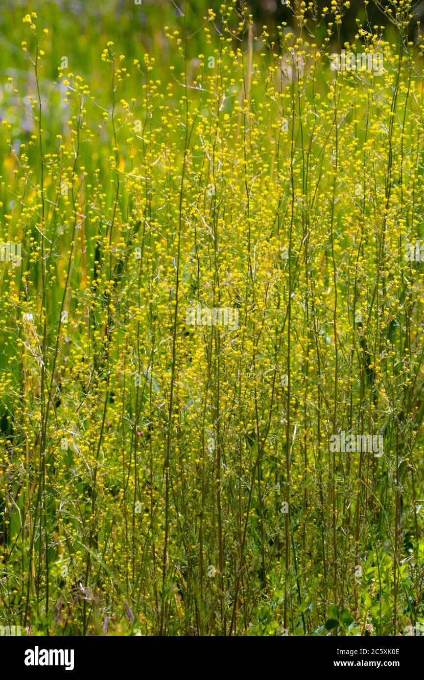 Pianta invasive di senape selvatica che cresce in California centrale USA  Foto stock - Alamy