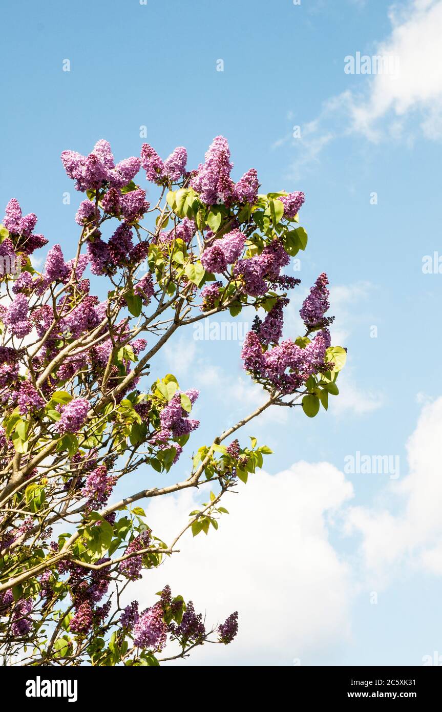 Vista di Lilac comune Syringa vulgaris. Un arbusto grande deciduo o piccolo albero che fiorisce in primavera all'inizio dell'estate ed è completamente duro. Foto Stock