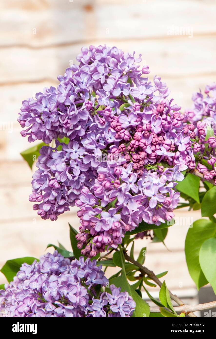 Primo piano di Lilac Syringa vulgaris comune. Un arbusto grande deciduo o piccolo albero che fiorisce in primavera all'inizio dell'estate e completamente è duro. Foto Stock
