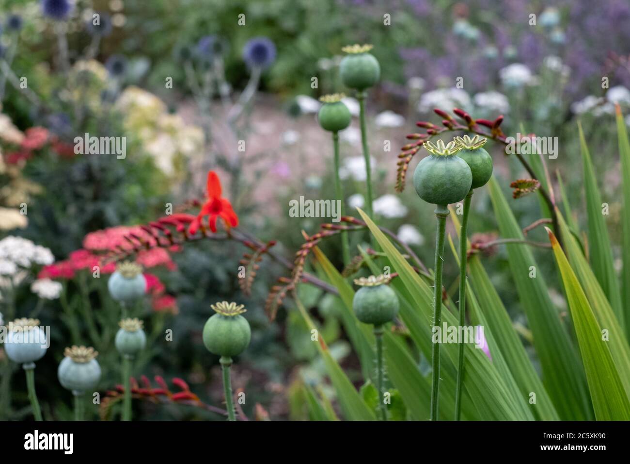 Colorato confine erbaceo nello storico giardino murato presso l'Eastcote House Gardens, nel comune di Hillingdon, Londra, Regno Unito Foto Stock