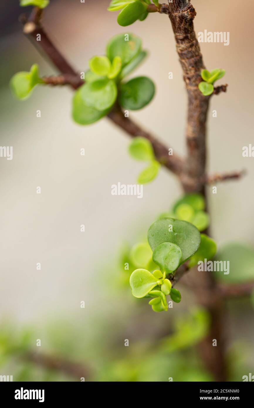 Il cespuglio dell'elefante (Portulacaria afra), conosciuto anche come pianta di giada nana, porkbush e spekboom, una pianta succulente di piccolo-lievito originaria del Sudafrica. Foto Stock