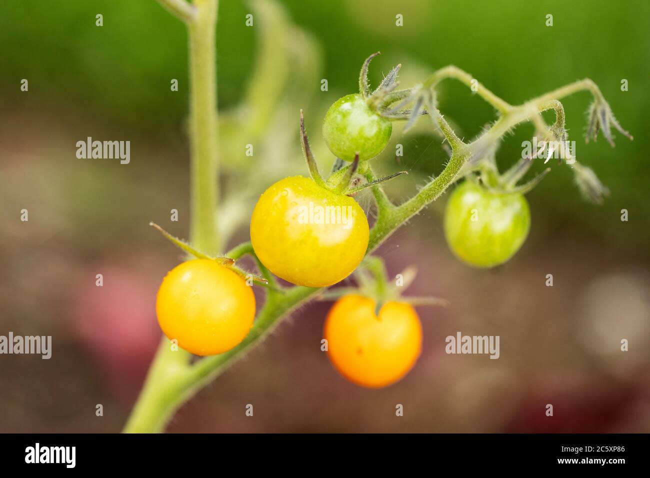 Pomodori ciliegini gialli e verdi (Solanum lycopersicum var. Cerasiformi) coltivati su una vite in un orto estivo. Foto Stock