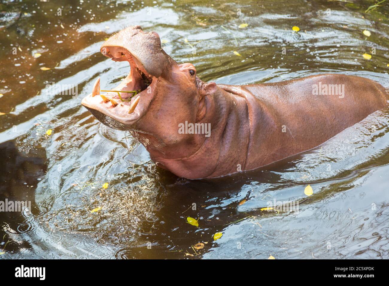 Hippo bocca aperta e in attesa di cibo dai turisti in zoo a Chiang Rai, Thailandia in una giornata estiva Foto Stock