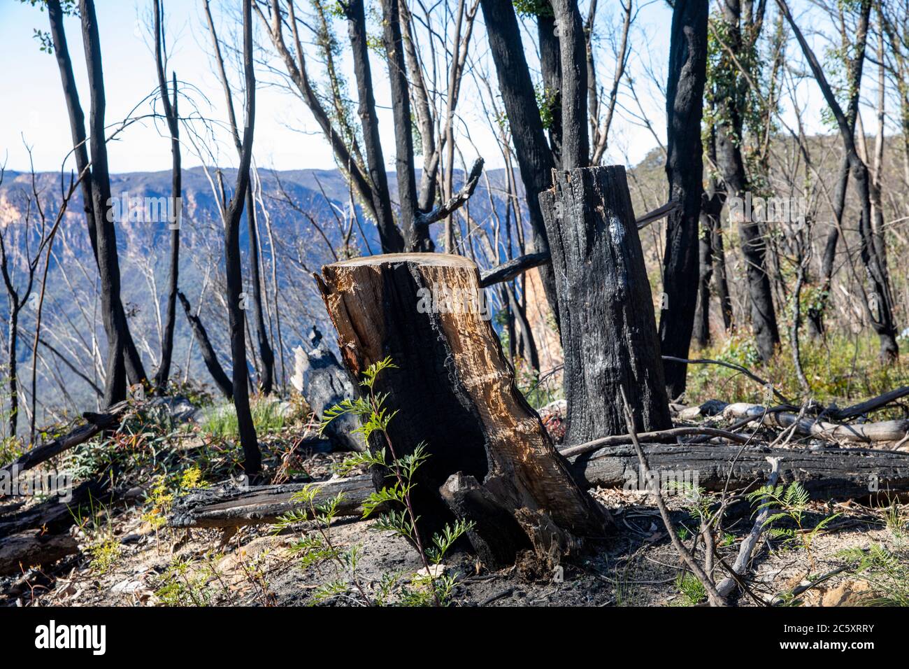 fuoco di bushfires australiani 2020 aree bruciate del parco nazionale delle montagne blu nel NSW, la vita delle piante è ora rigenerante, Australia Foto Stock