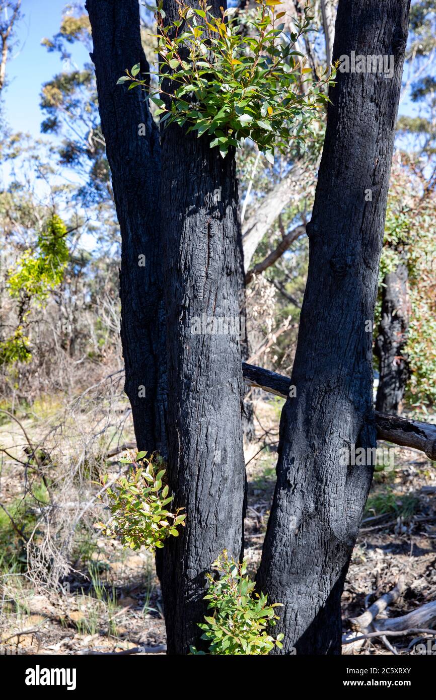 fuoco di bushfires australiani 2020 aree bruciate del parco nazionale delle montagne blu nel NSW, la vita delle piante è ora rigenerante, Australia Foto Stock