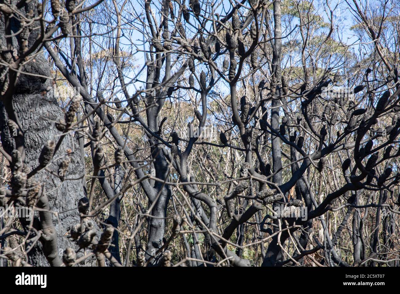 fuoco di bushfires australiani 2020 aree bruciate del parco nazionale delle montagne blu nel NSW, la vita delle piante è ora rigenerante, Australia Foto Stock