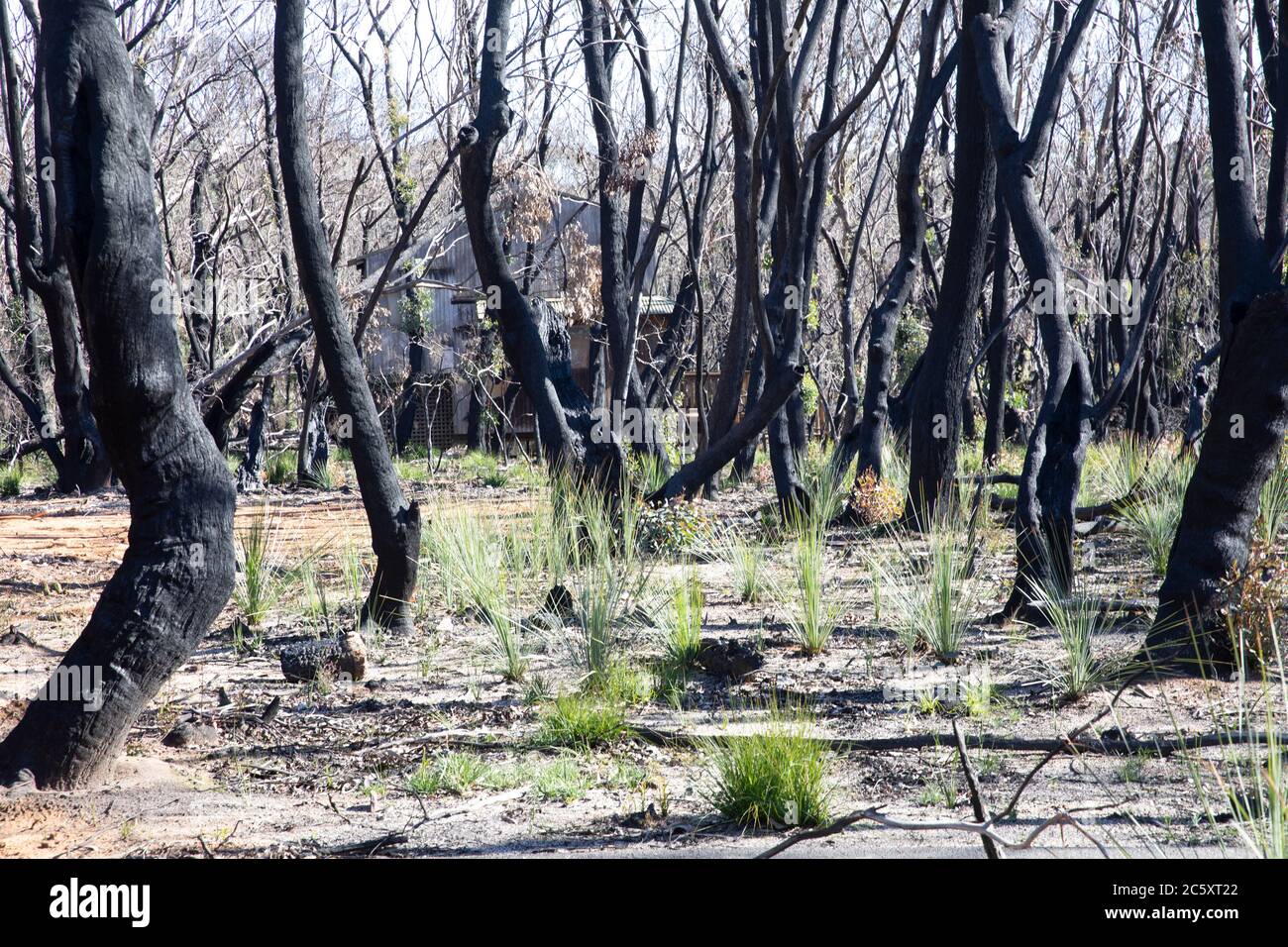 Australia Bush si foires 2020 nel parco nazionale Blue Mountains nsw con germogli verdi di recupero post gli incendi, Australia Foto Stock