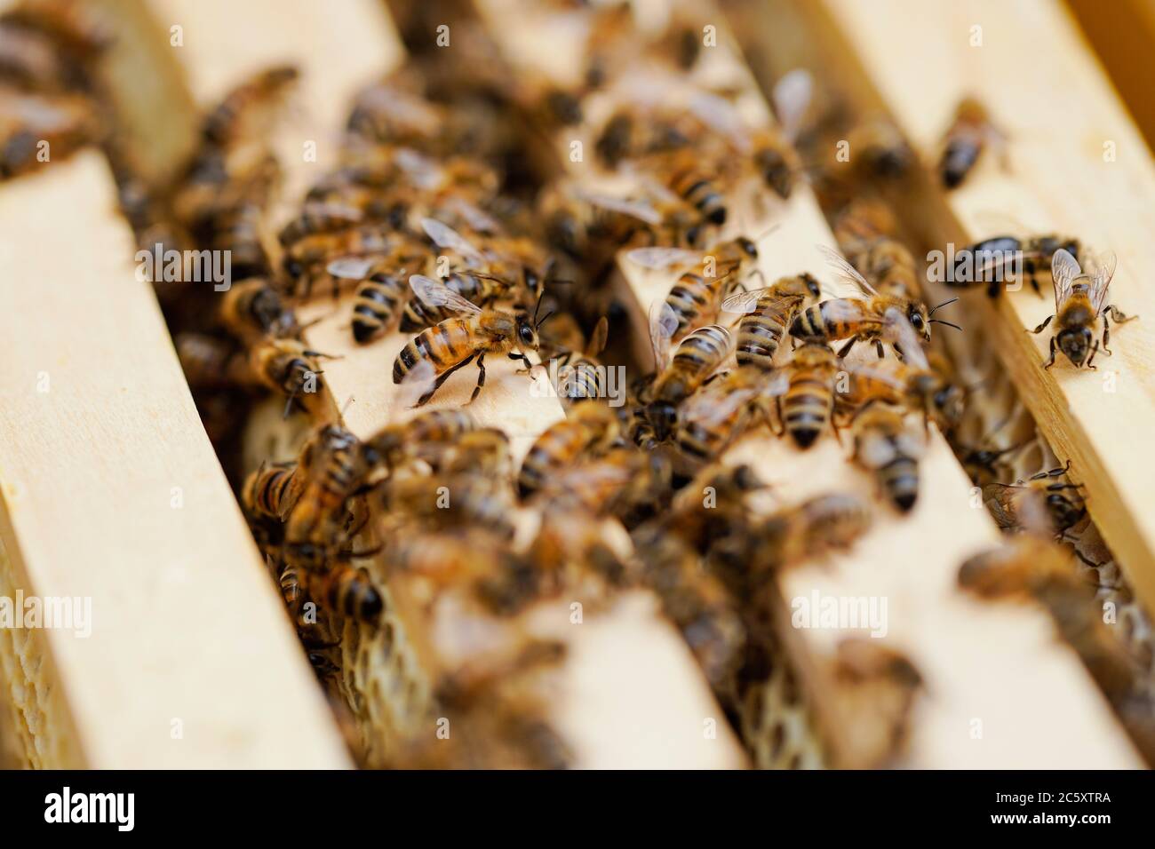 Heidelberg, Germania. 10 Giugno 2020. Le api di un alveare della società 'üdwest Mietbienen' sono da vedere nella zona di un'agenzia di spedizione a nido d'ape. Lo squadrone dell'apicoltore può affittare 35 colonie di api e curarle al inquilino. (A dpa: 'Le api da noleggio che lavorano duramente volano per l'immagine e l'ambiente') Credit: Uwe Anspach/dpa/Alamy Live News Foto Stock