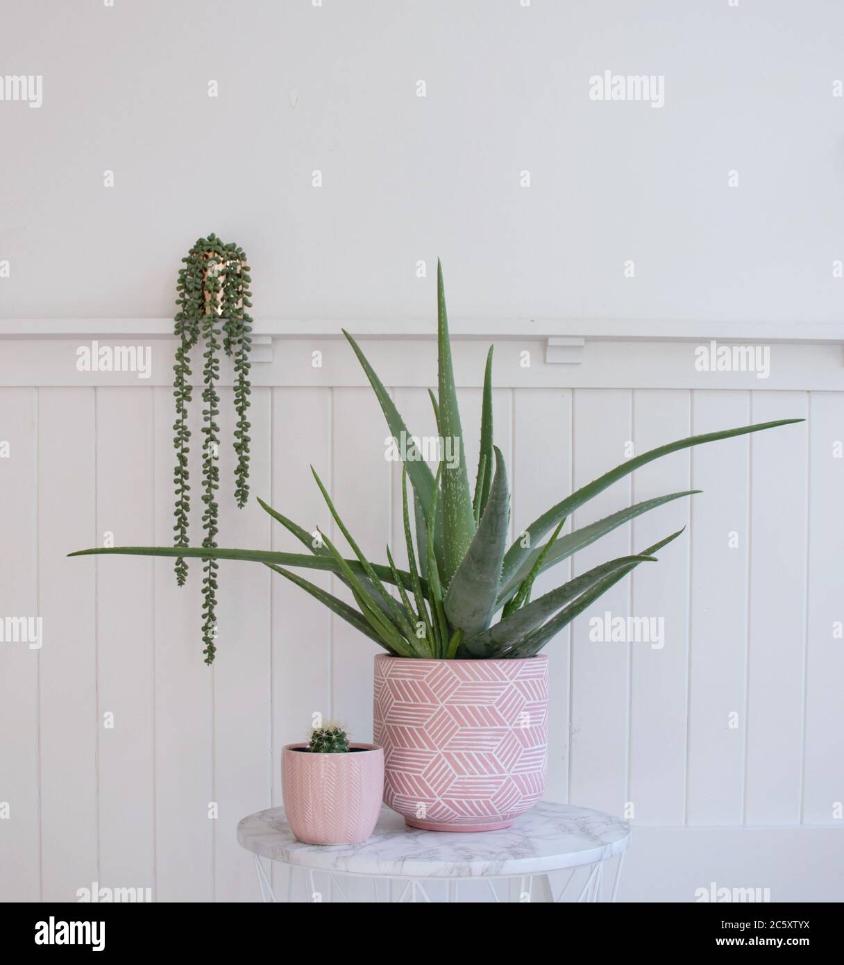 Pianta di Aloe vera e piccole piante in vaso di cactus in vasi rosa in camera bianca Foto Stock