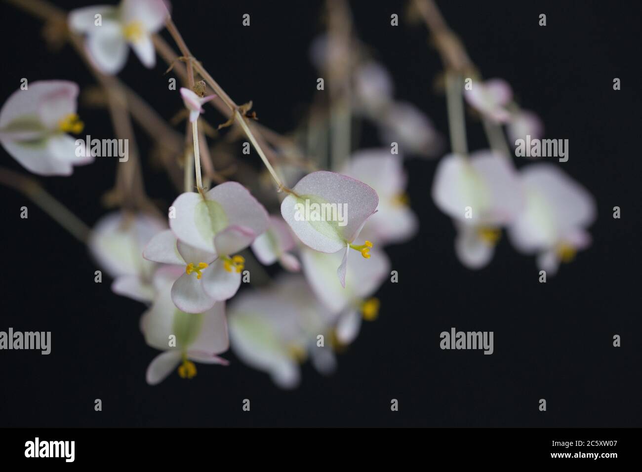 Fiori di una pianta di eritrofila di begonia. Foto Stock