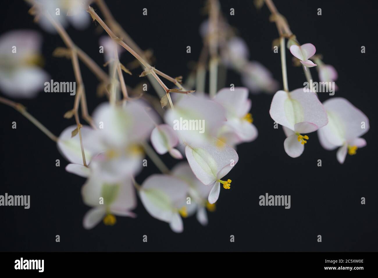 Fiori di una pianta di eritrofila di begonia. Foto Stock