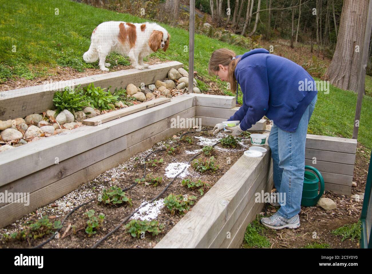 Sammamish, Washington, Stati Uniti. Donna che stese gusci d'uovo schiacciati su un giardino di fragole per agire come un repellente organico slug Foto Stock