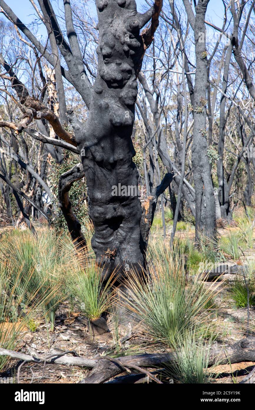 Australia Bush si foires 2020 nel parco nazionale Blue Mountains nsw con germogli verdi di recupero post gli incendi, Australia Foto Stock