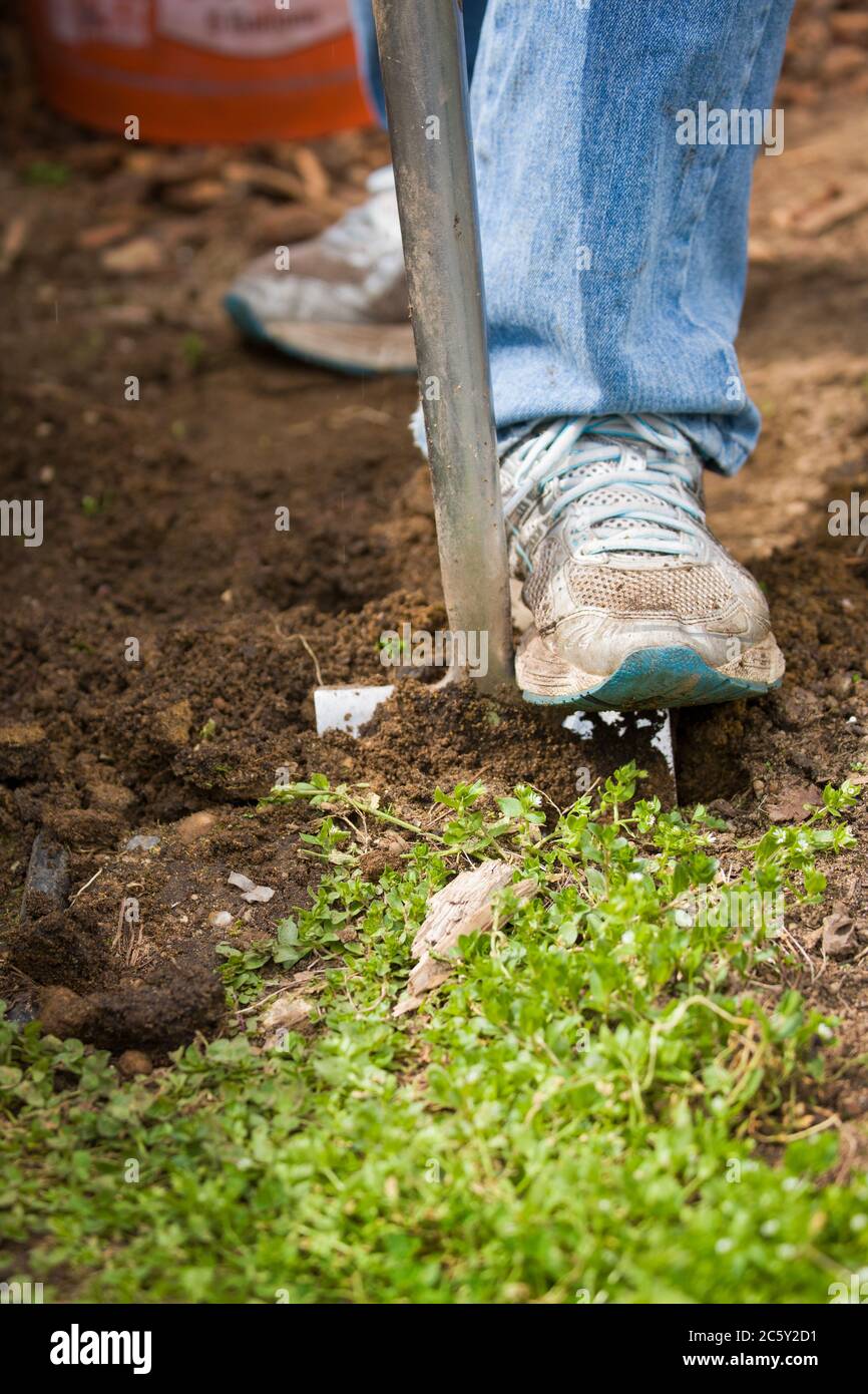 Donna che usa la pala per allentare le erbacce, e poi tirarle fuori dal giardino a Sammamish, Washington, USA Foto Stock