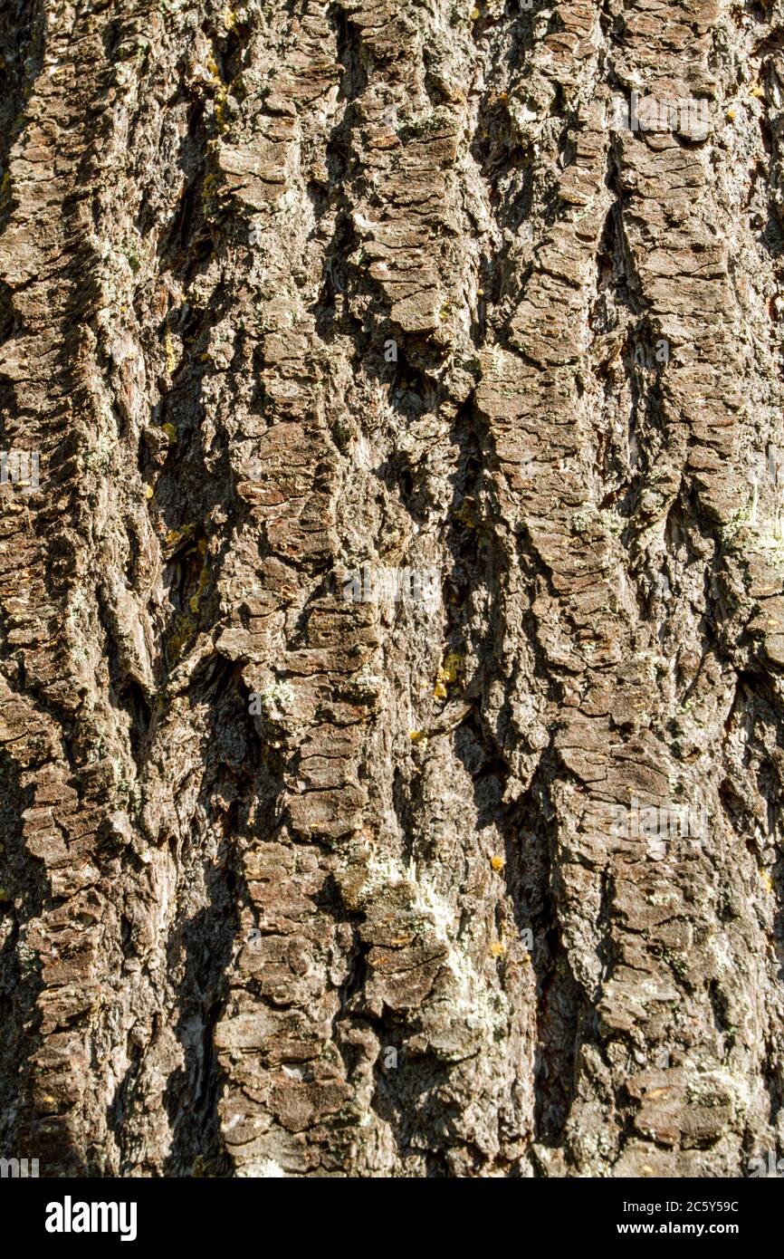 Douglas Fir Tree corteccia nel Squak Mountain state Park a Issaquah, Washington, Stati Uniti Foto Stock