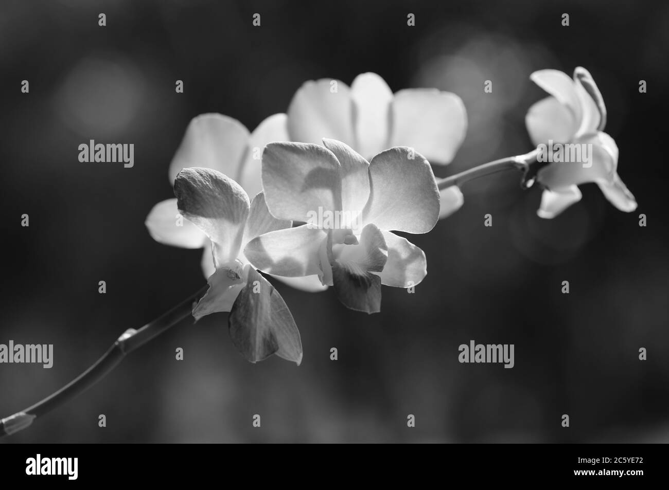 Graziose Orchid (in bianco e nero) Foto Stock