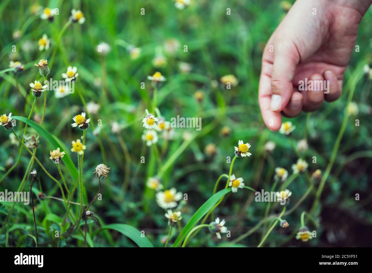 I fiori sulla strada che fioriscono splendidamente. Foto Stock