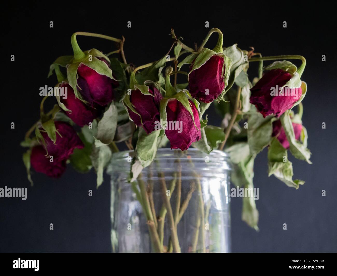 Rose appassite su sfondo scuro Foto Stock