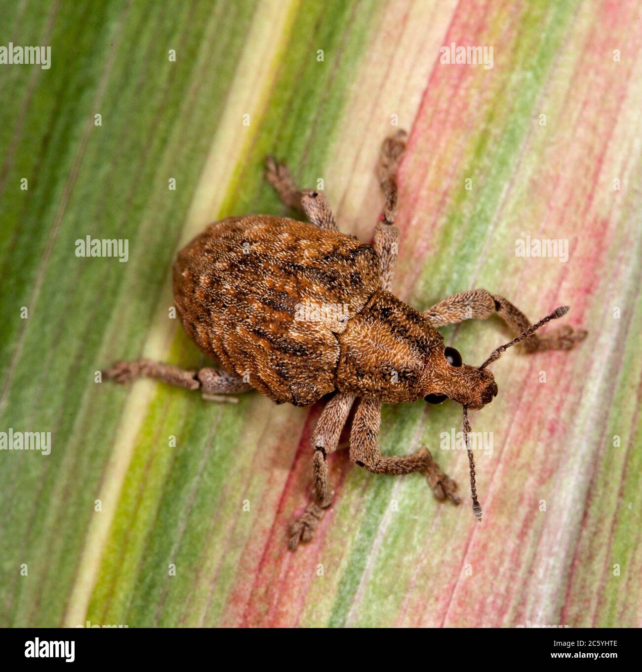 Primo piano di noce di gomma marrone / pinzette di eucalipto, specie di Gonipterus, su foglia colorata rossa e verde di cordilino nel giardino australiano Foto Stock