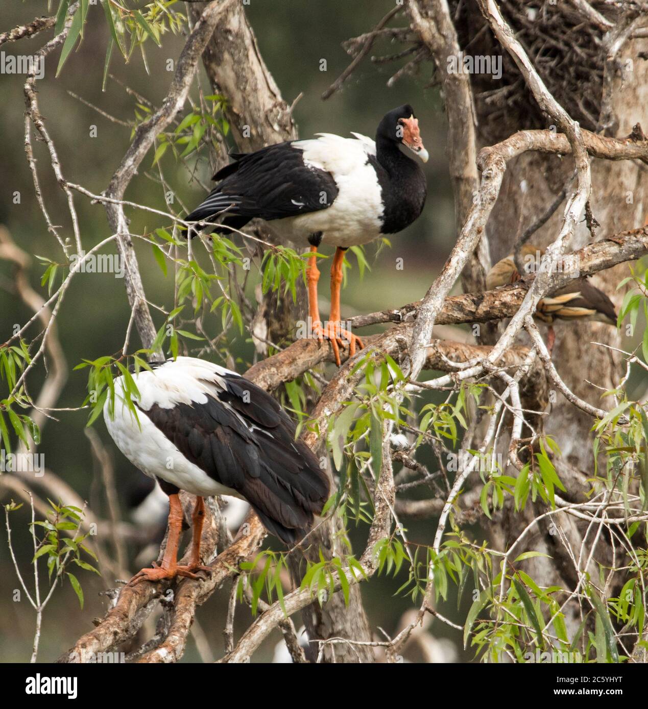 Bella oca bianca e nera di Magpie, semipalmata di anseranas, arroccato su ramo di albero di paperbark in zone umide in Australia Foto Stock