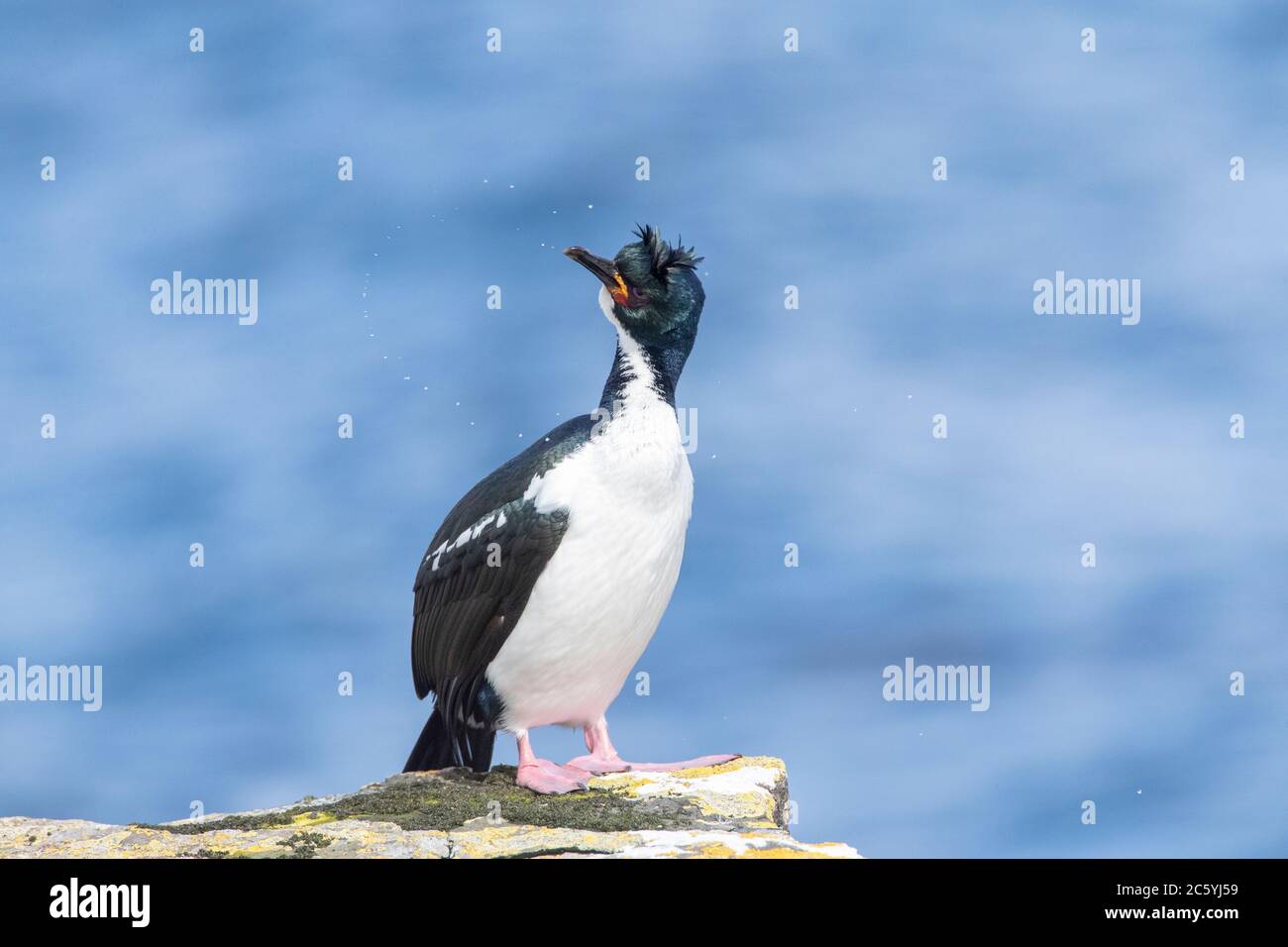 Auckland Islands Shag (Leucocarbo colensoi) sull'isola di Enderby, Isole di Auckland nella subantartica Nuova Zelanda. Scuotere l'acqua della sua fattura. Foto Stock